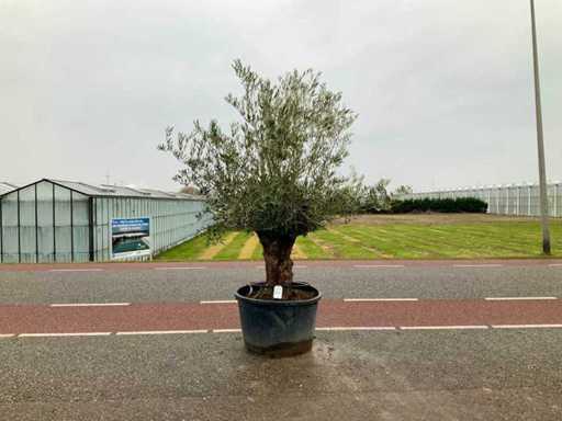 Olijfboom (Olea Europaea Lessini)