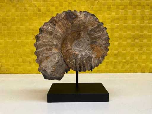 Fossile d’ammonite