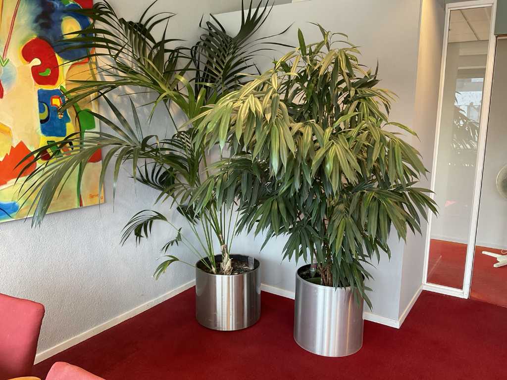 Plant in pot (2x)