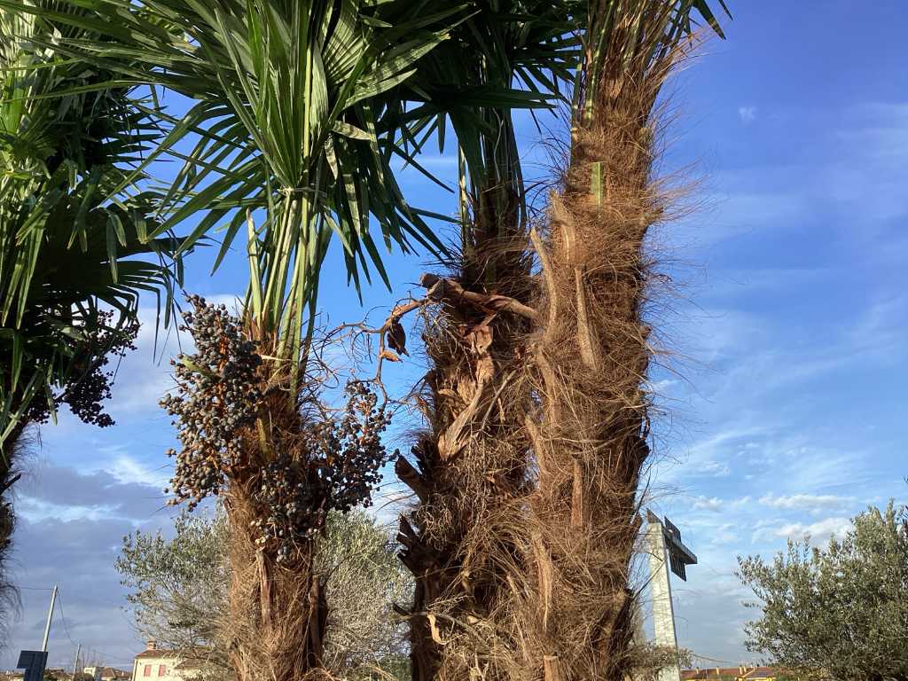 Specimen de palmier TRACHYCARPUS triplu în ghiveci
