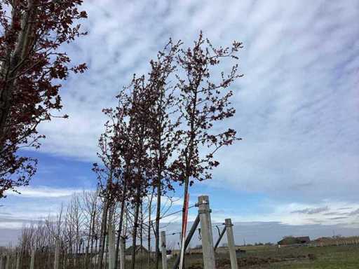 Mela Ornamentale Rossa - Alberi Ornamentali (2x)
