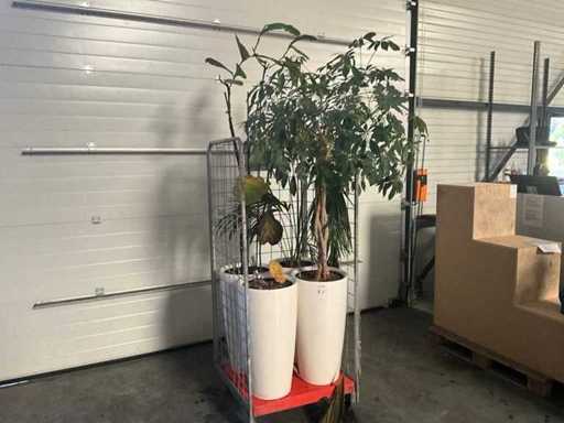 Flora Limburg Plant met pot  Ø40x76cm (4x)