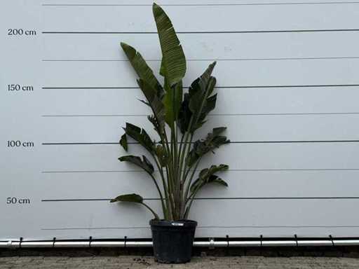 Bird of paradise plant - Strelitzia Augusta - height approx. 200 cm