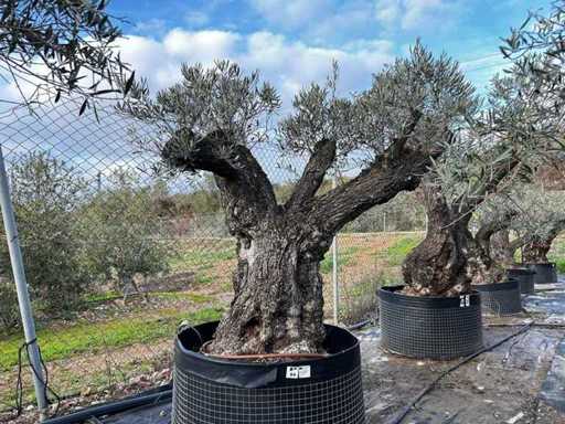 Centuries-old olive tree in basket