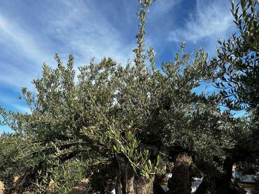  OLEA EUROPEA SECOLARE  