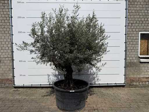 Olive tree old skin - Olea Europaea - approx. 80 years old - height approx. 230 cm