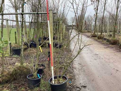 Pădul-negru - Arbore cu mai multe tulpini