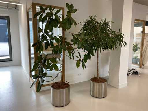 2x pianta con vaso H210