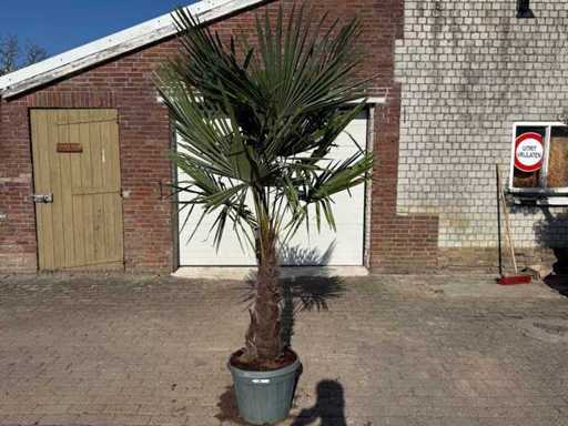 Chinesische Fächerpalme XL – Trachycarpus Fortunei – Höhe ca. 250 cm