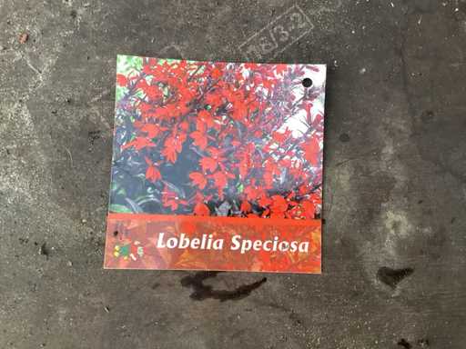 Perennials - lobelia(100)