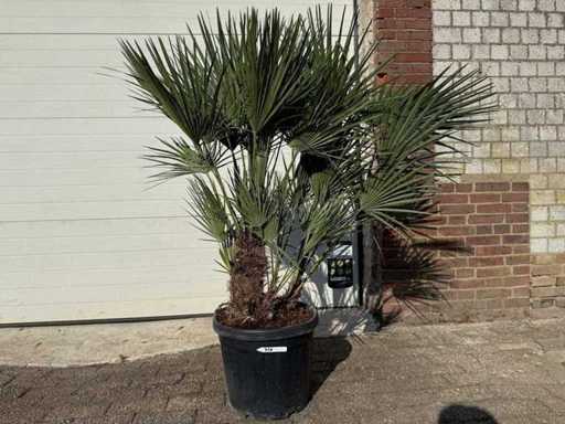 Palmier nain européen - Chamaerops humilis - Taille environ 150 cm