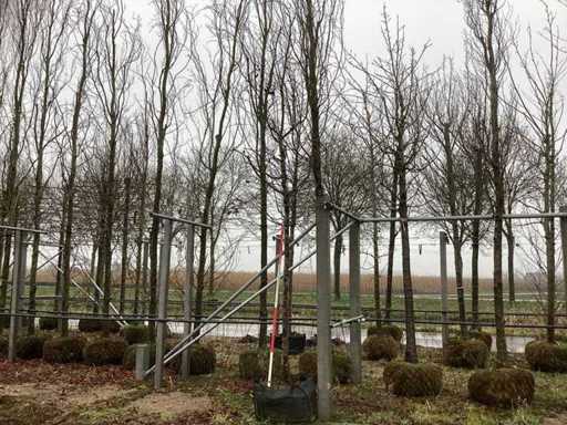 Jabłoń krabowa – Drzewo ozdobne