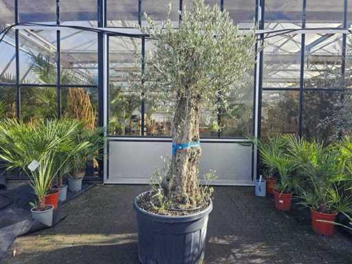 Prachtvoller Olivenbaum (ca. 100 Jahre) - 280 cm Solitär