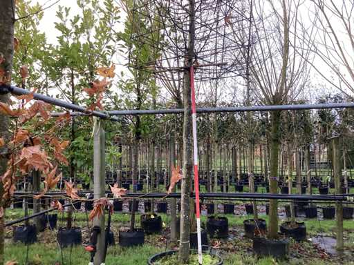 Grab – drzewo topiary