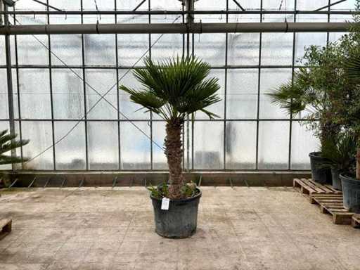 Wielopniowa palma (Chamaerops Humilis)