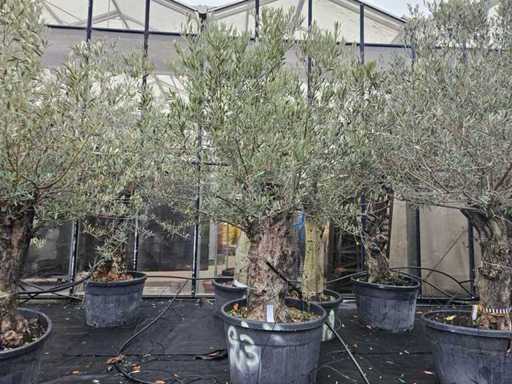 Oude olijfboom (100-120 jaar) - Karaktervolle solitaire