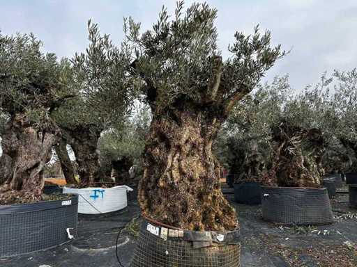  Olijfboom in een voorbeeldige mand