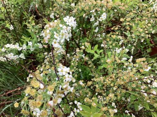 Spirea wit (x50)