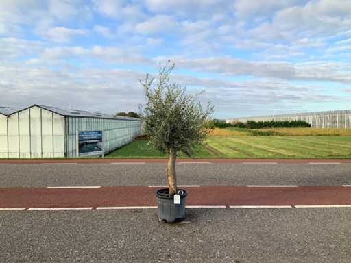 Olive tree (Olea Europaea Lessini)