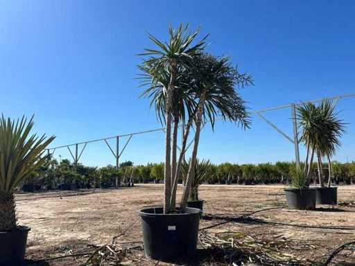 Palmier robuste Washingtonia