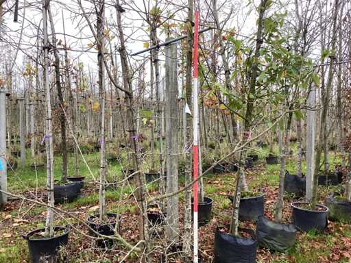 Lipa krymska – drzewo ozdobne