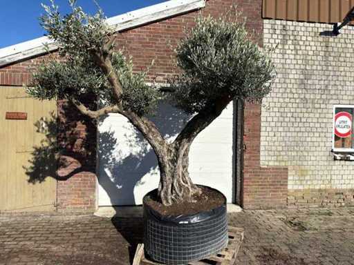 Drzewo oliwne Ramificado - Olea Europaea - 200 lat - wysokość ok. 300 cm