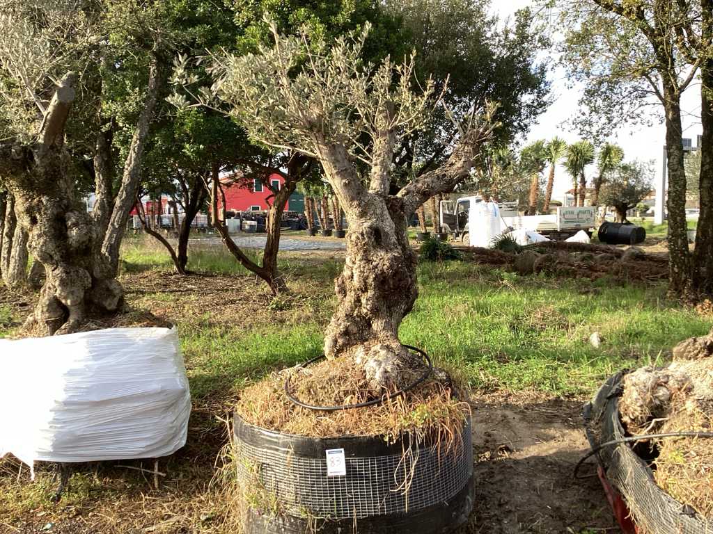 Albero di ulivo secolare in cesta