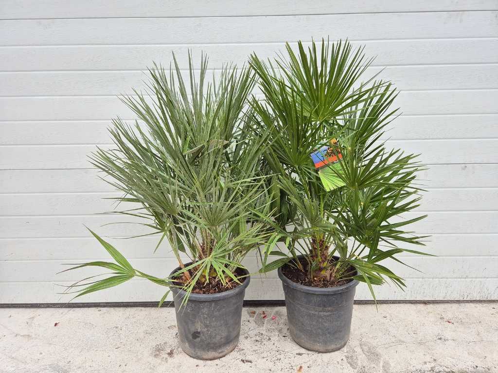 2x European Dwarf Palm - Chamaerops Humilis - Mediterranean tree - height approx. 100 cm 