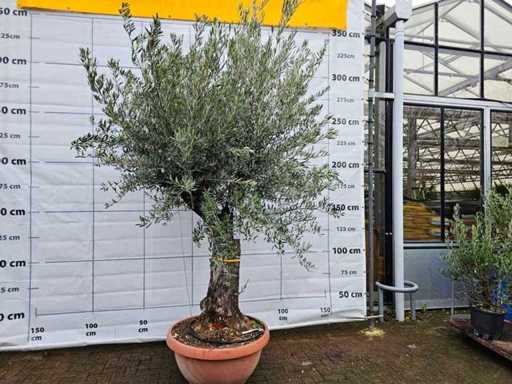 Prachtige olijfboom Bonsai - Olea europaea - 300 cm Solitaire