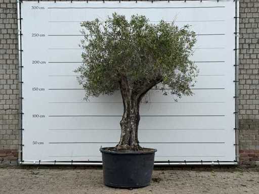 Pelle vecchia di ulivo - Olea europaea - circa 75 anni - altezza circa 260 cm