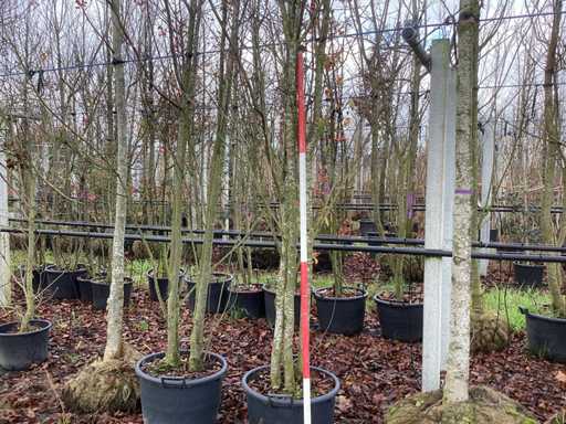 Japo?ska wi?nia ozdobna – drzewo wielo?odygowe