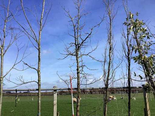 Amberboom - Vormboom