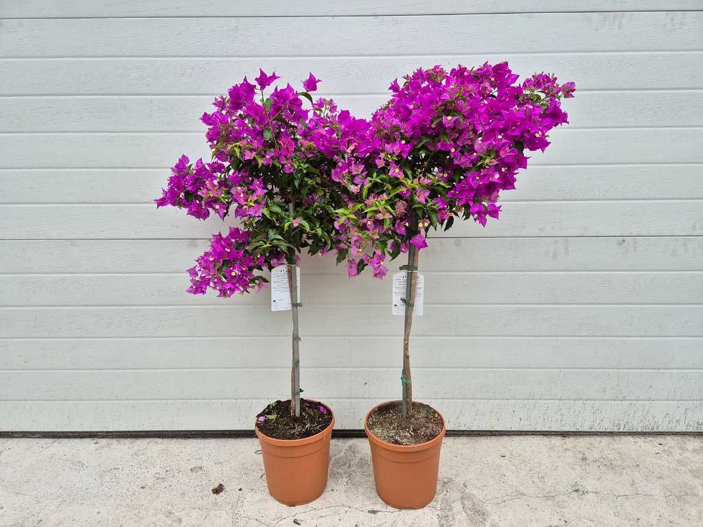 2x Bougainvillea Purple pe tulpină - Floare de primăvară - înălțime aprox. 100 cm