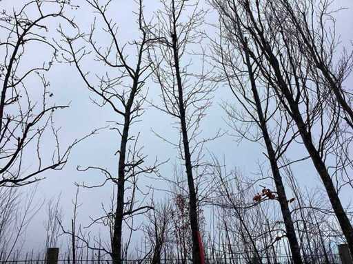 Beaver Tree - Arbore topic