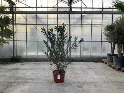 Nerium Oleander Pink