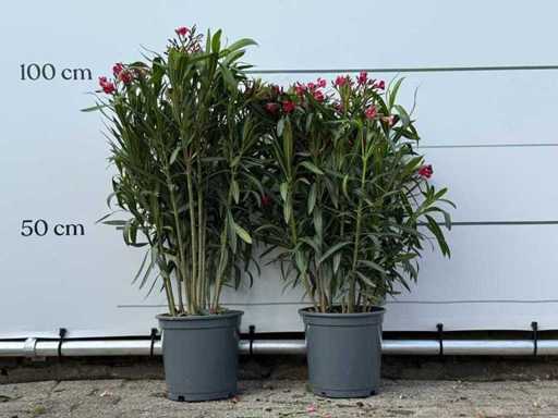 2x rouge de laurier-rose - Nerium Oleander - hauteur environ 100 cm