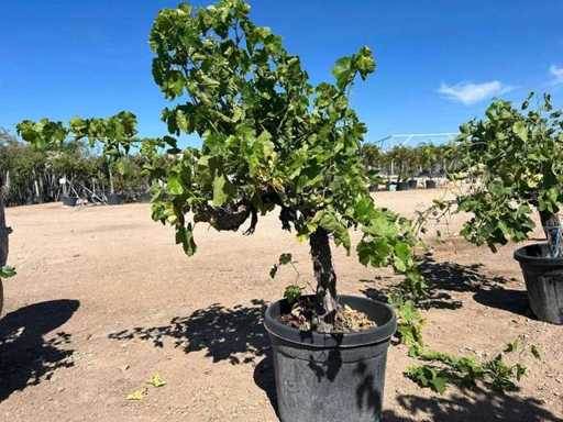 Plante de vigne