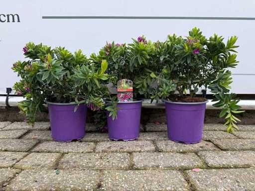 3x Wingflower shrub - Polygala Myrtifolia - height approx. 30 cm