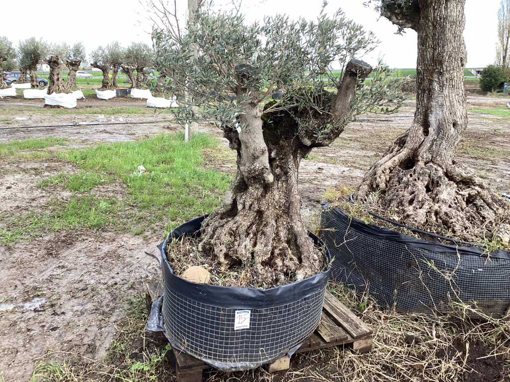 Eeuwenoude olijfboom in pot