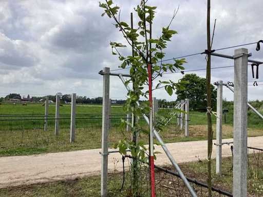 Castagno dolce - Albero del parco