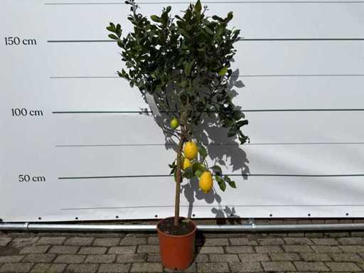 Citronnier - Agrumes Limon - Fruitier / arbre fruitier - hauteur environ 150 cm 