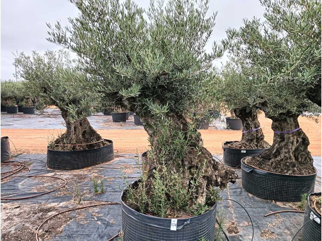 Wielowiekowe drzewo oliwne w koszu