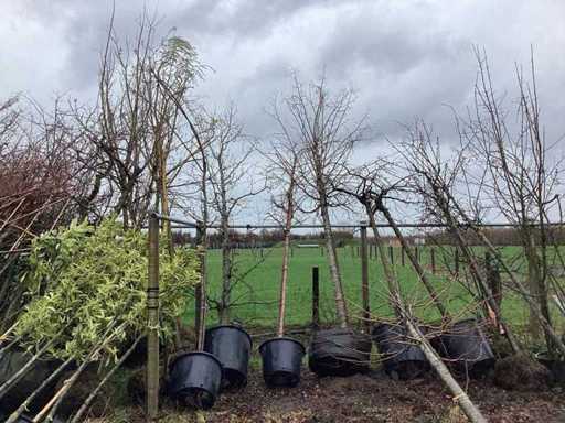 Diverse Soorten - Vormboom