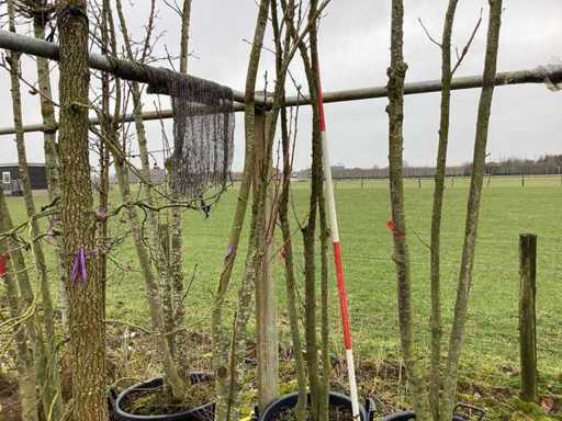 Japanese Ornamental Cherry - Multi-stemmed tree