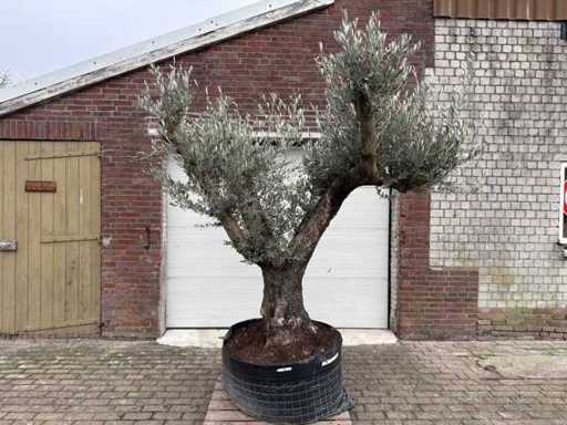 Olijfboom bonsai ramificado XL - Olea Europaea - ca. 100 jaar oud - hoogte ca. 290 cm