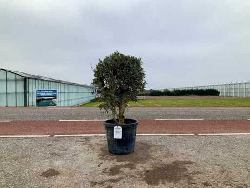 Drzewo oliwne (Olea europaea lessini)