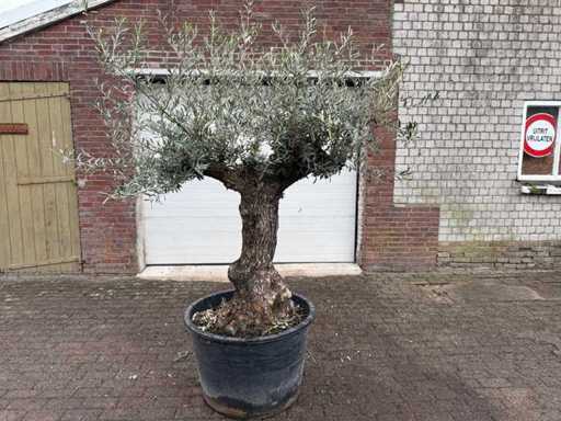 Bonsaï d’olivier - Olea Europaea - 50 ans - Taille environ 220 cm 