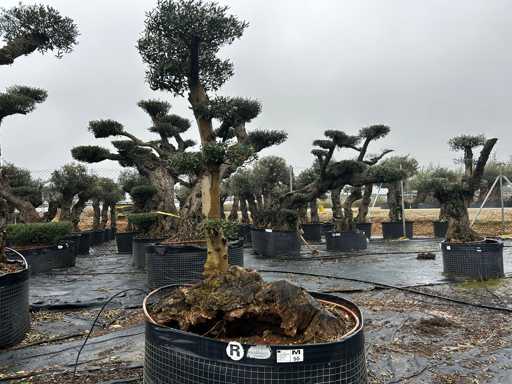 Olivenbaum – Olea Europea Pom Pom Secolare 