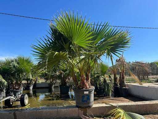 Palmier robuste Washingtonia