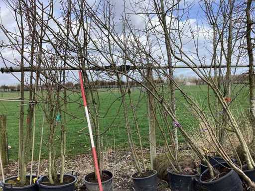 Mela selvatica - Albero a più steli (4 volte)